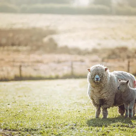 Shabby Shepherds Campsite