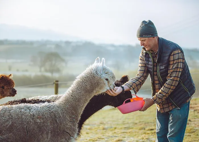 Shabby Shepherds Penrith