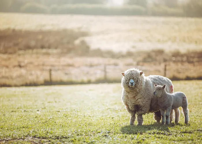 Shabby Shepherds Campingplatz