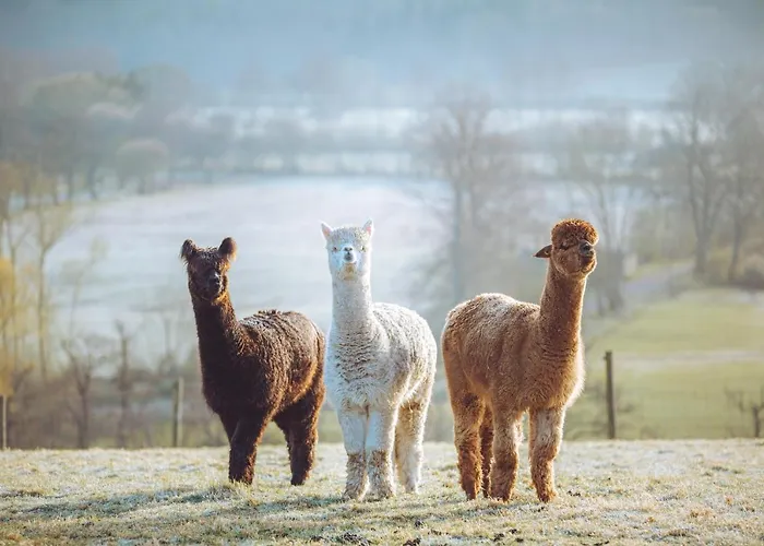 Campingplatz Shabby Shepherds Penrith