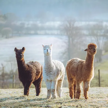 مكان تخييم Shabby Shepherds بنريث